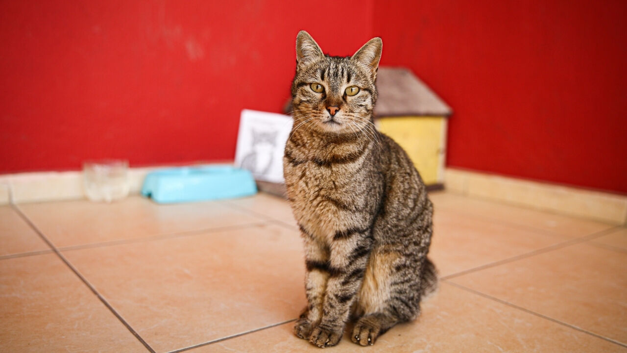Liselilerle Derse Giren Kedi Pakize Okulun 470'Inci Öğrencisi Oldu (1)