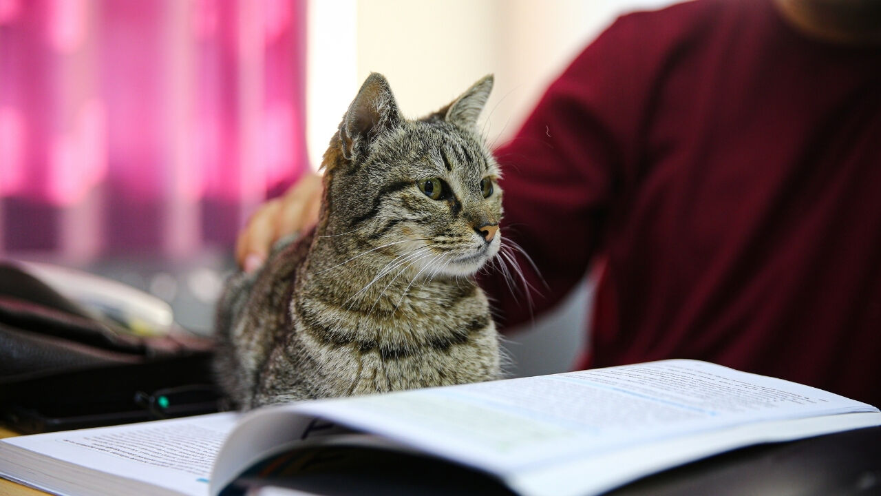 Liselilerle Derse Giren Kedi Pakize Okulun 470'Inci Öğrencisi Oldu (2)