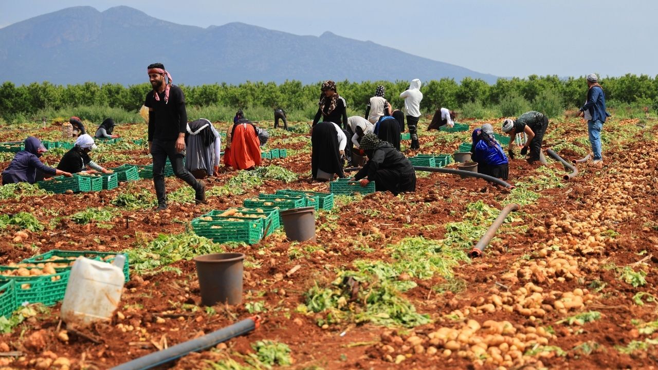 Adana’da Erkenci Patates Hasadı Başladı Verim Düşük, Fiyat Sabit (1)