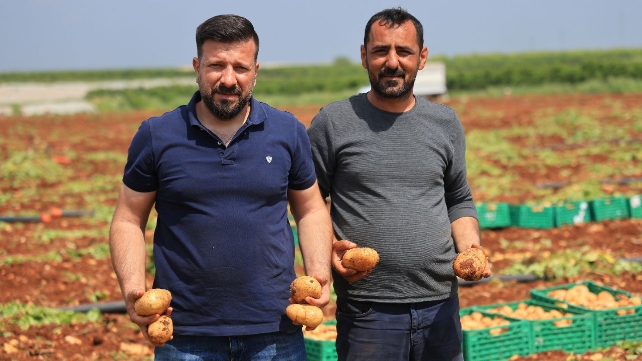 Adana’da Erkenci Patates Hasadı Başladı Verim Düşük, Fiyat Sabit (3)