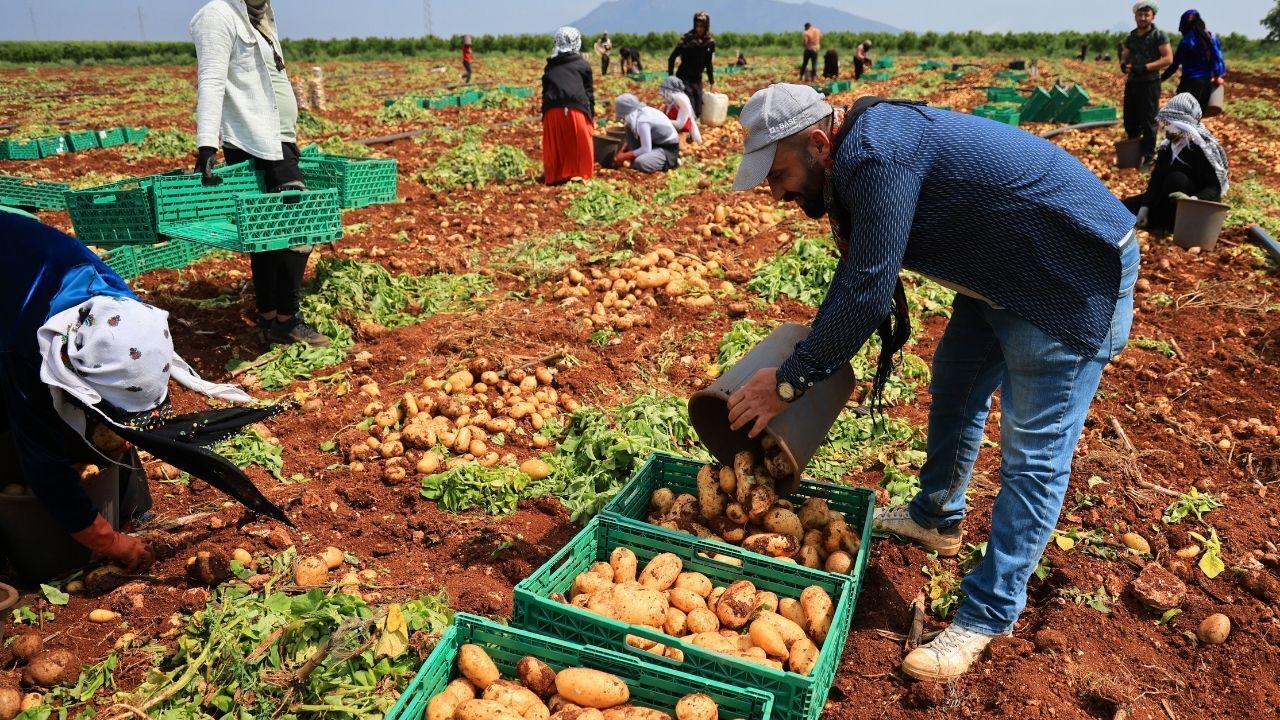 Adana’da Erkenci Patates Hasadı Başladı Verim Düşük, Fiyat Sabit