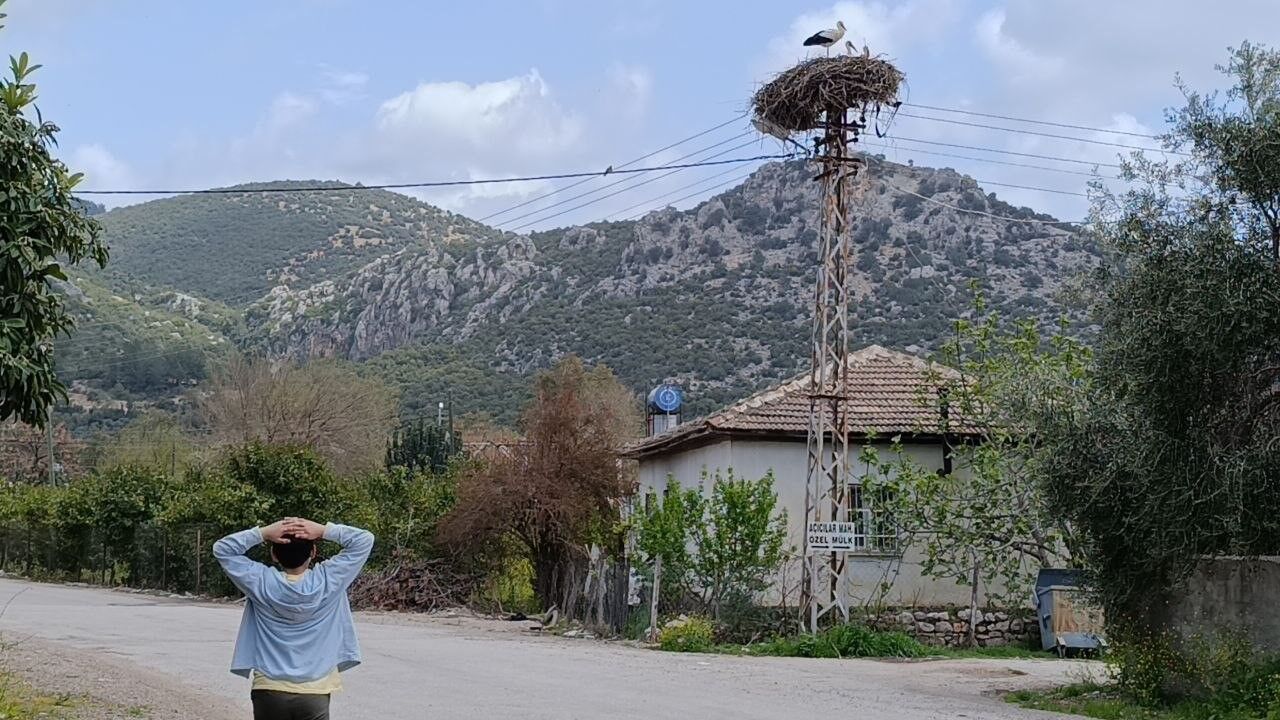 Kozan’da Baharın Simgesi Geri Döndü Leylekler Yine Aynı Yuvada (1)