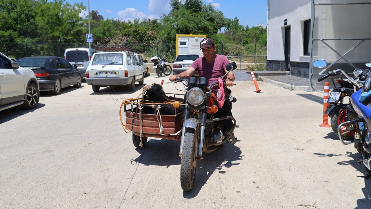 Adana’da Kurbanlık Taşıma Telaşı Ilginç Görüntüler Oluşturdu