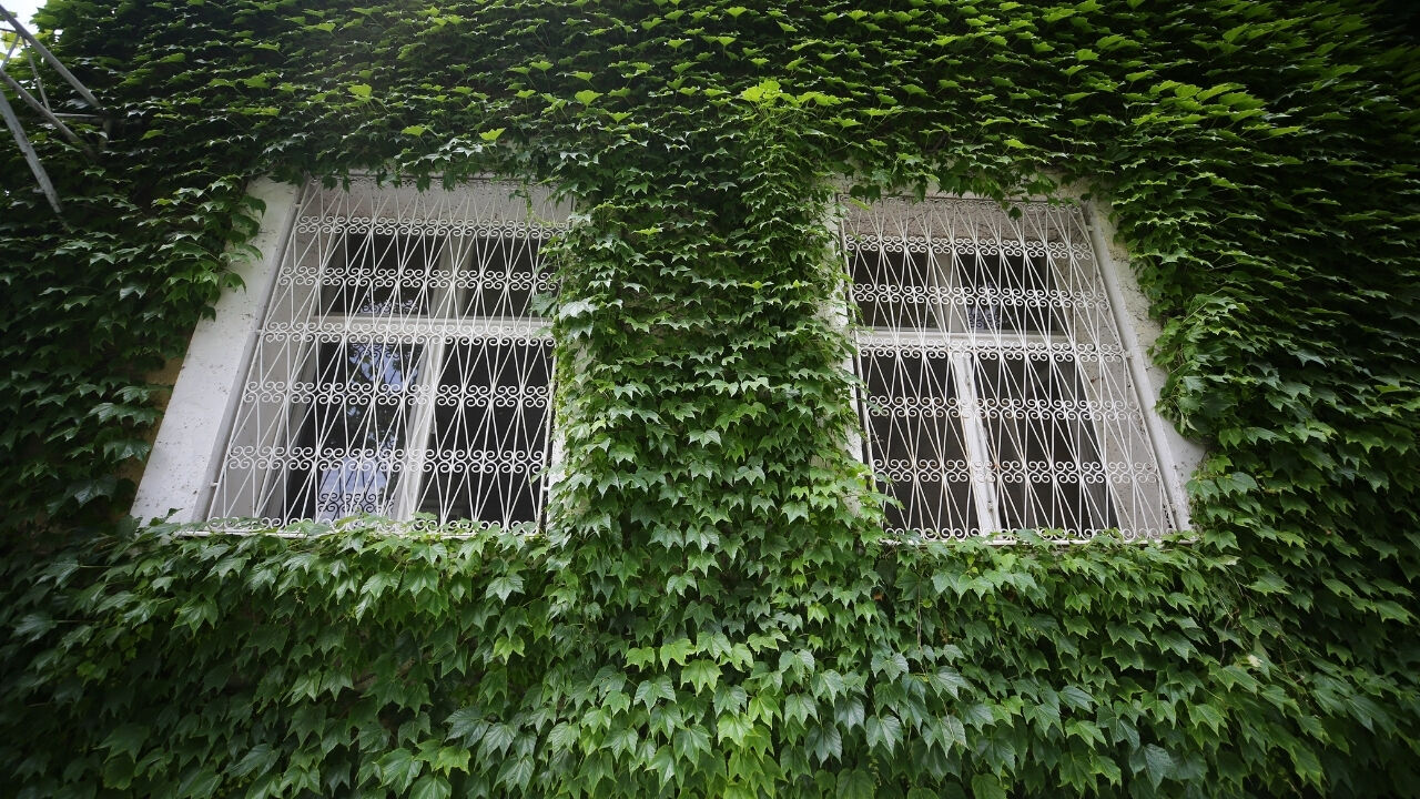 Adana'da Sarmaşık Kaplı Cami Baharla Yeşile Büründü (3)