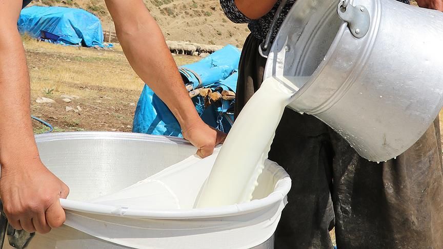 Çiğ süt üreticilerine yeni destek: Bakanlık şartları açıkladı