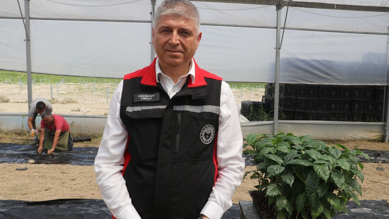 Çukurova'nın Verimli Topraklarında Kahve De Yetiştirilecek (2)