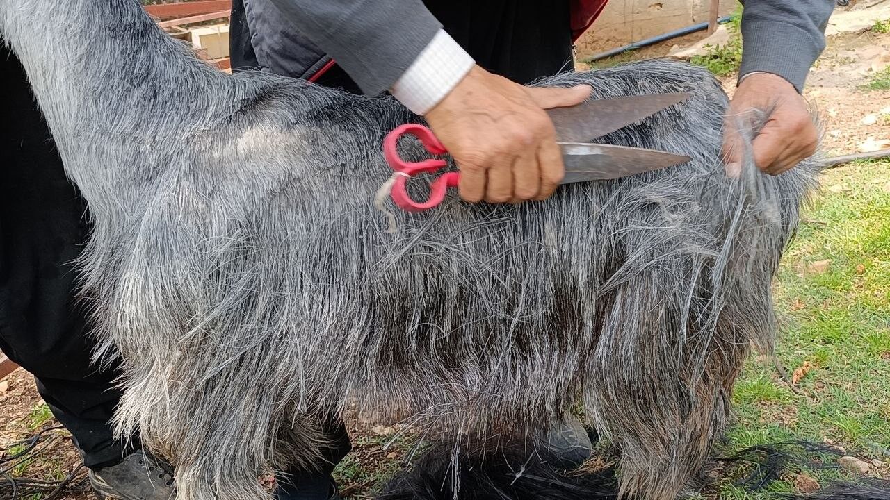 Kozan’da Keçilere Yaz Bakımı Yapılamaya Başlandı (1)
