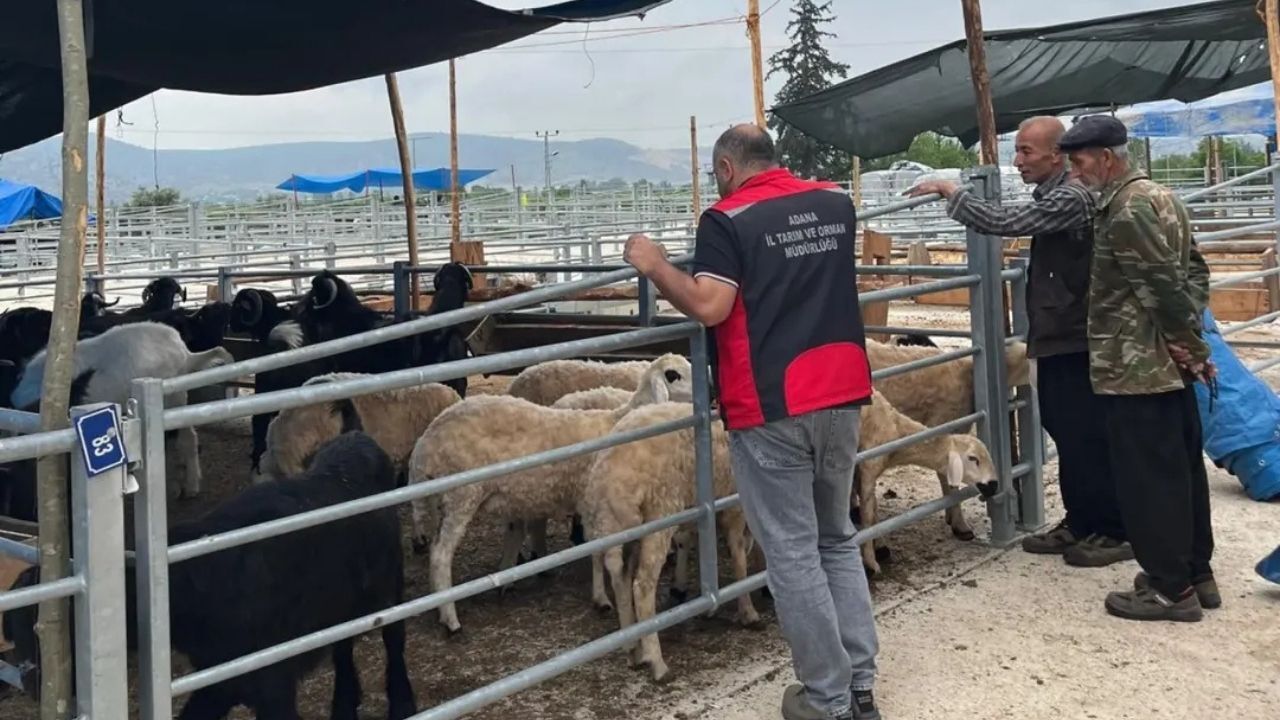 Kozan’da Kurban Pazarı Hareketlendi Denetimler Sürüyor (2)