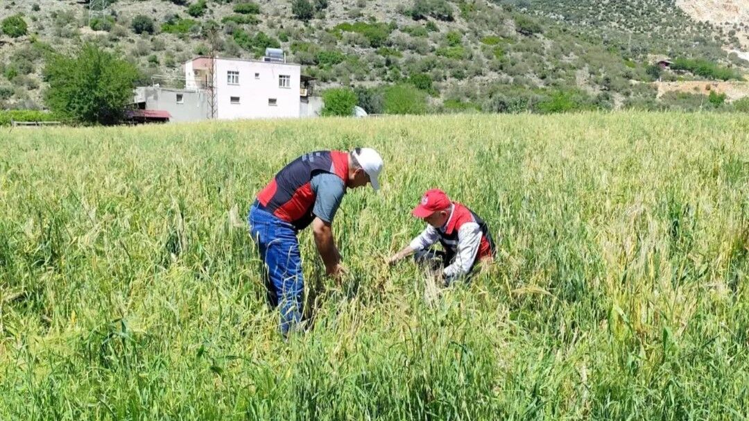 Kozan’da Üreticiler Için Zaman Daralıyor Son Gün 11 Mayıs (2)
