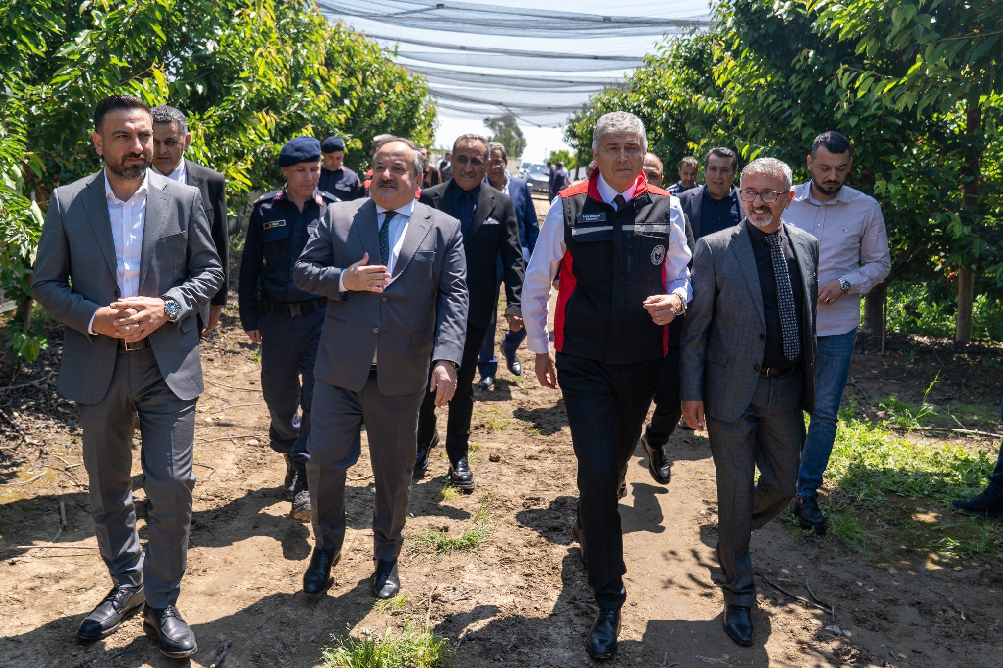 Türkiye’nin Ilk Kiraz Hasadı Adana’da Gerçekleştirildi