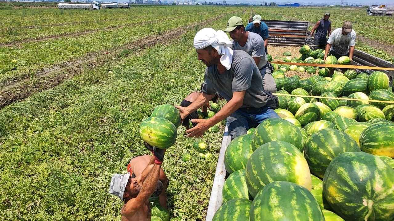 Adana'da 40 Derece Sıcakta Zorlu Mesai Günlük 40 Tır Yüklüyorlar (1)