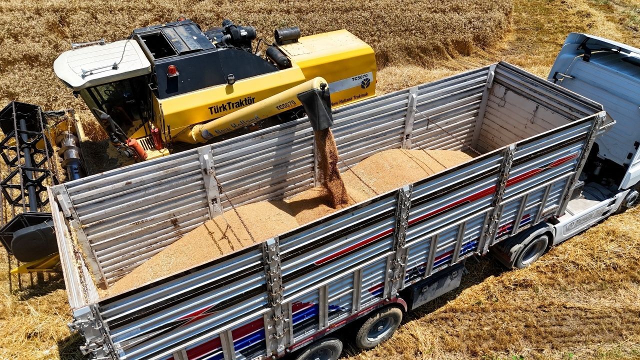 Adana’da Buğday Hasadı Başladı Rekolte 700 Bin Tona Ulaşabilir (3)