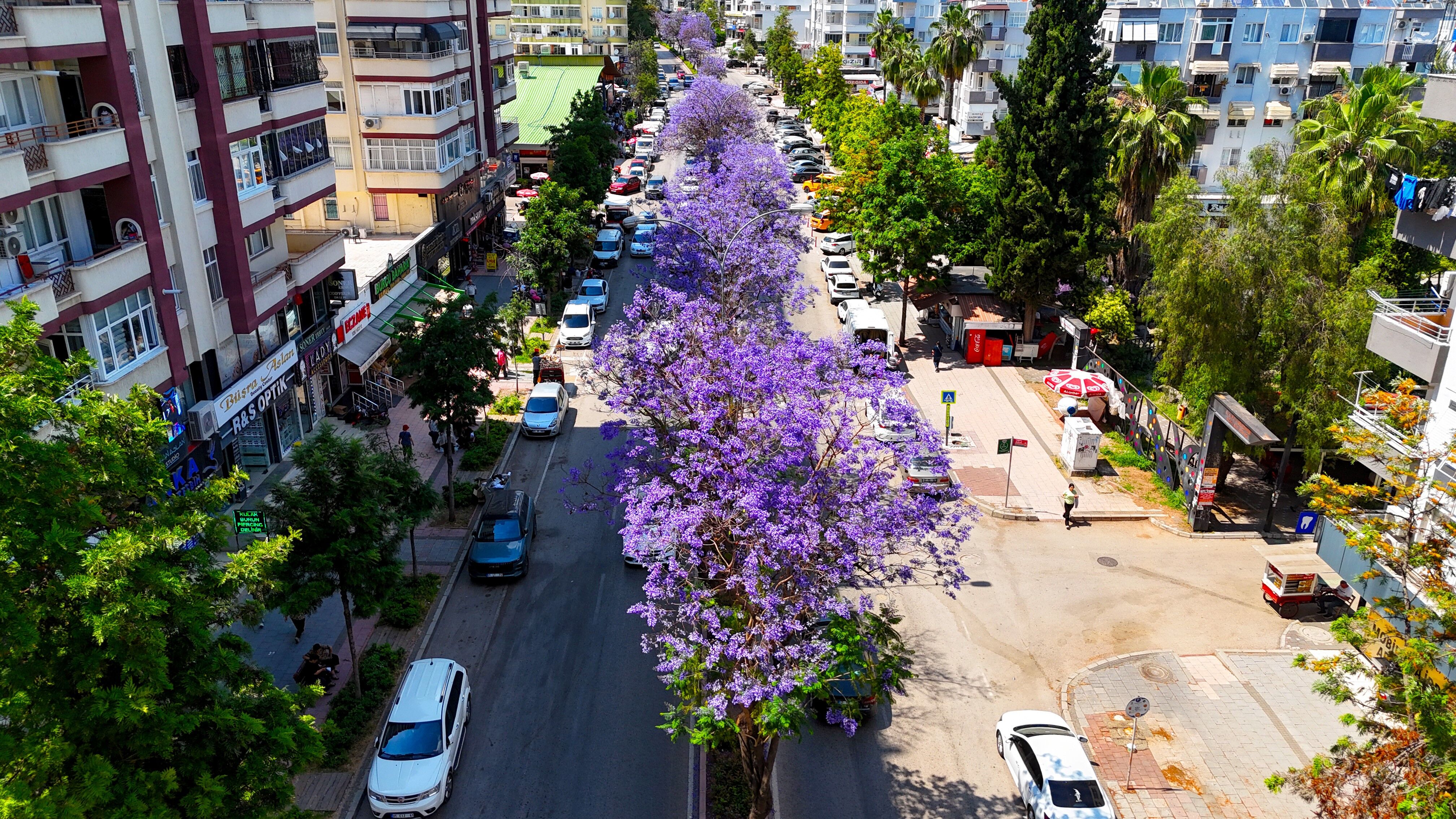 Adana’da Jakaranda Ağaçları Çiçek Açtı Kent Mora Büründü (2)