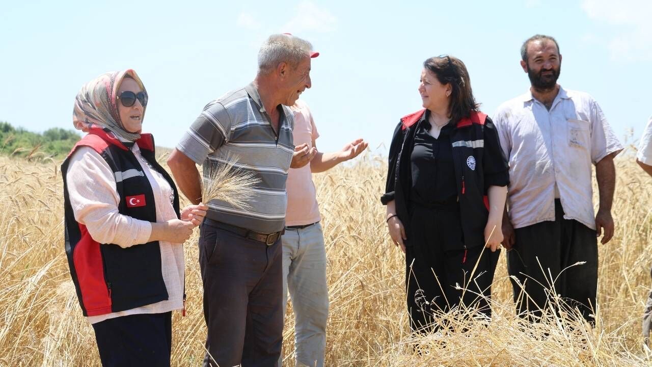 Kozan'da Ata Tohumu Karakılçık Buğdayı Yeniden Hayat Buldu