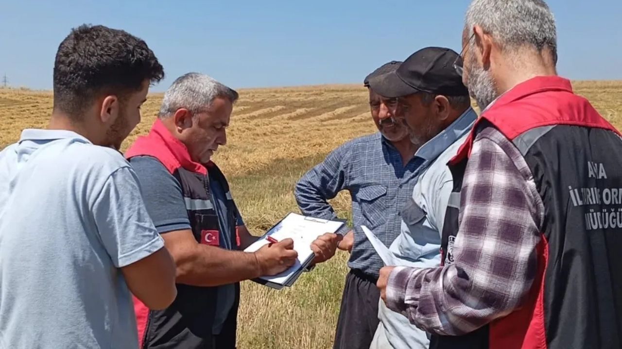 Kozan’da Hububat Hasadı Başladı Tarım Ekipleri Sahaya Indi (1)