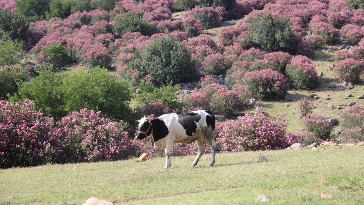 Kozan’da Kartpostallık Manzara Pembe Ve Sarının Muhteşem Uyumu (2)