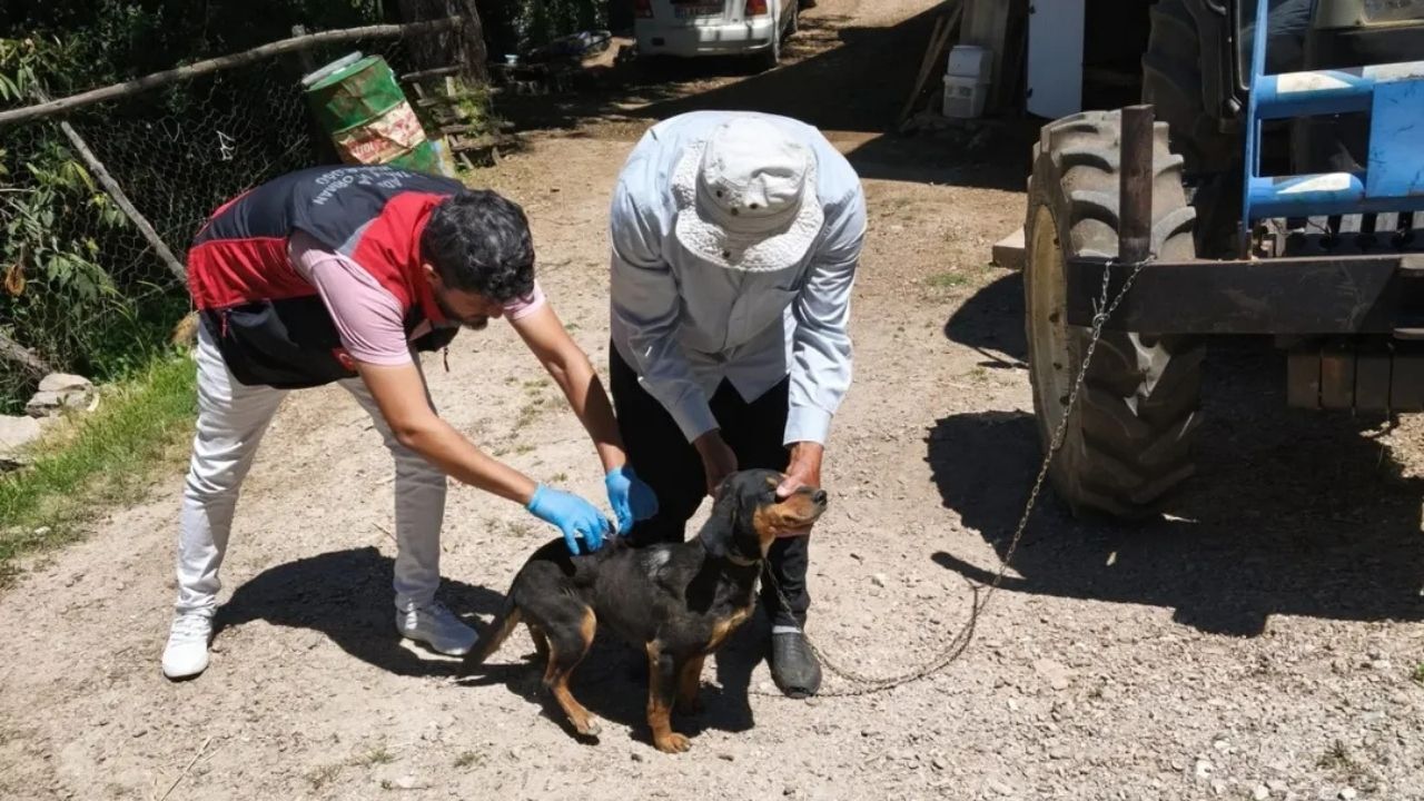 Kozan’da Köpekler Için Mikroçip Uygulaması Sürüyor (1)