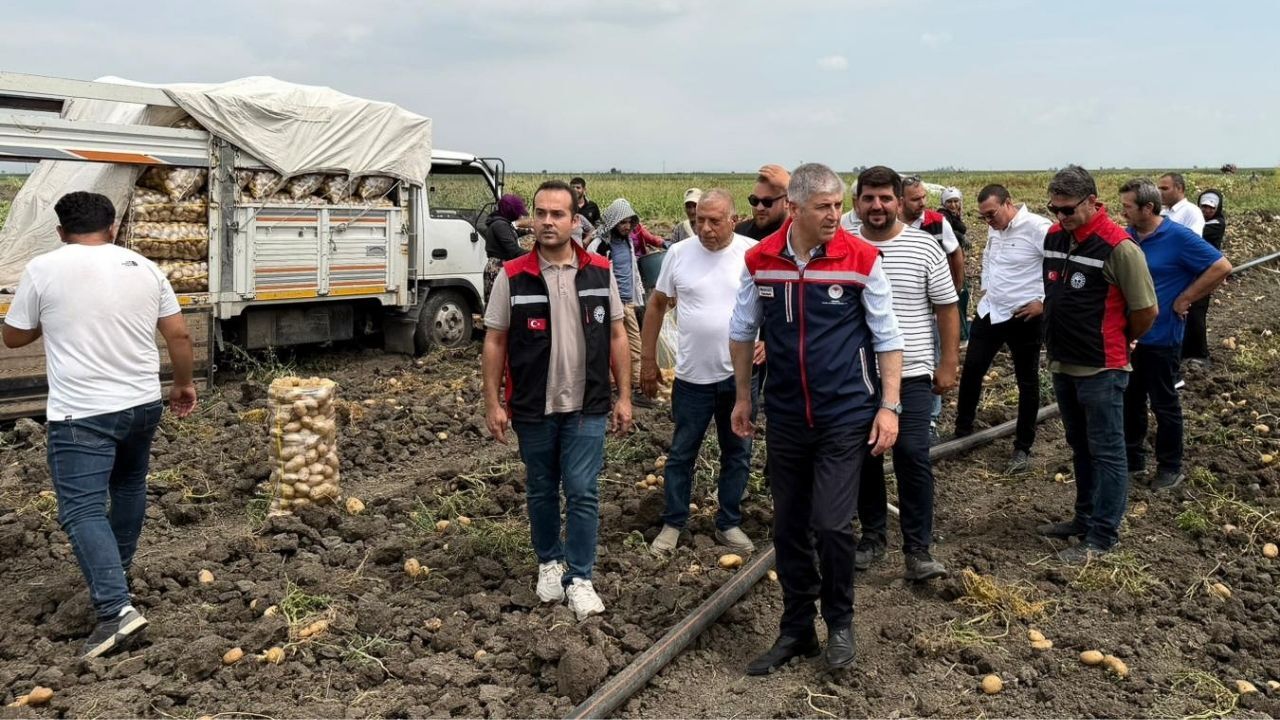 Adana'da 280 Bin Tonluk Patates Hasadında Son Günler (2)