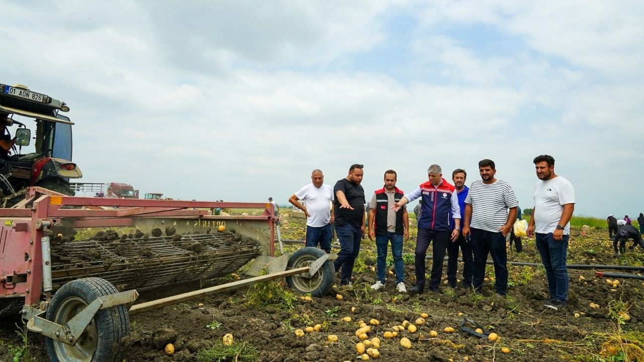Adana'da 280 Bin Tonluk Patates Hasadında Son Günler