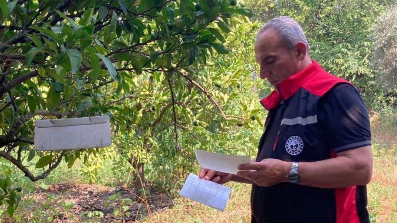 Adana'da Akdeniz Meyve Sineğine Geçit Yok! Bahçeler Mercek Altında (2)