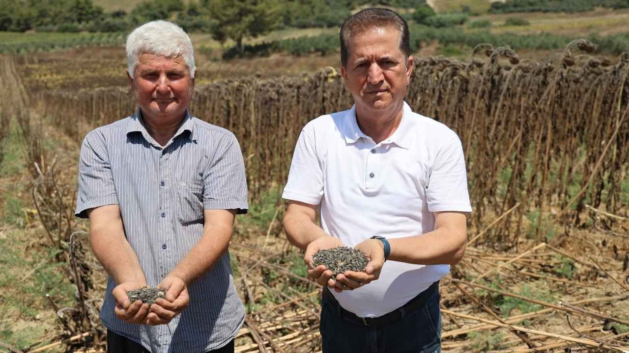 Adana'da Ayçiçeği Hasadı Başladı Rekolte Arttı, Gözler Fiyatta (1)