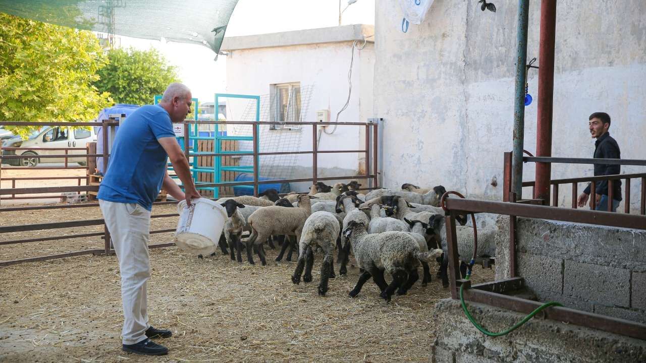 Adana'da Besiciden Sıra Dışı Çözüm Koyunlarına Klima Taktırdı! (1)