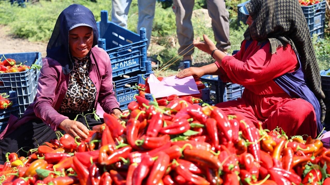 Adana'da Biber Hasadı Başladı, Fiyatlar Ve Verim Yüzleri Güldürdü (2)