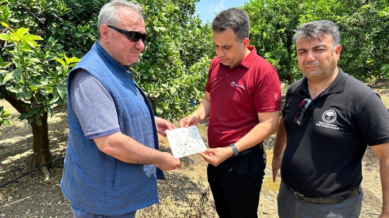 Adana'da Bitki Sağlığı Çalışmaları Yerinde Incelendi