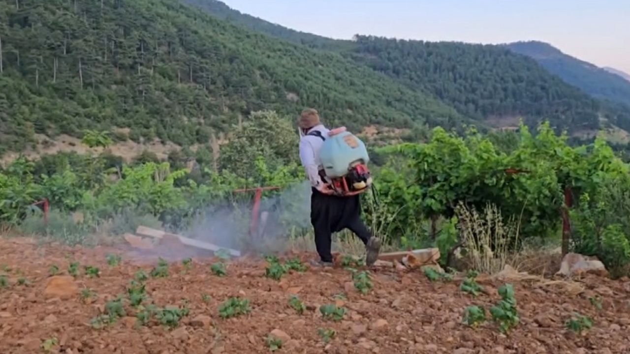 Adana'da Çekirge Istilası Endişesi Sebze Bahçeleri Zarar Görüyor (1)