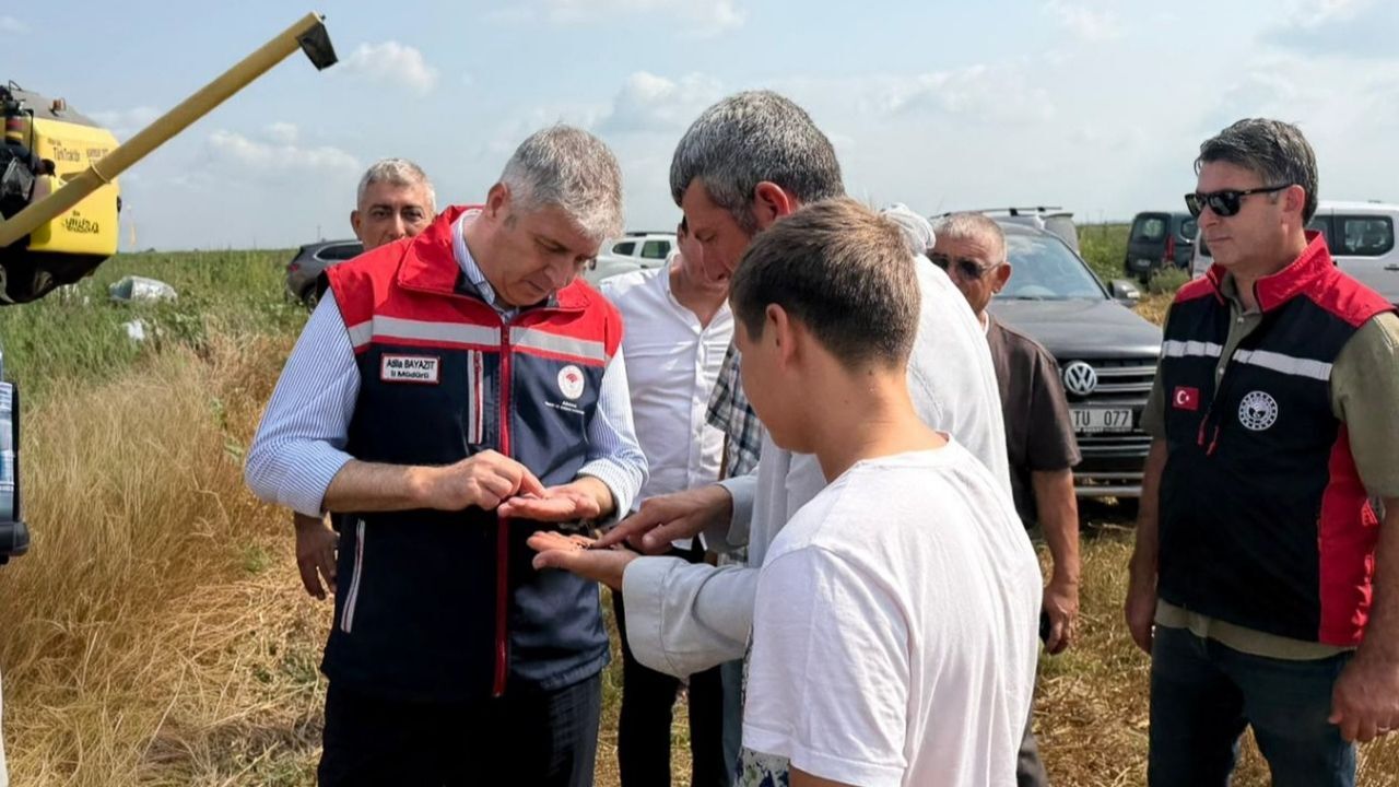 Adana'da Çörekotu Ekim Alanı 200 Dekara Ulaşt (2)