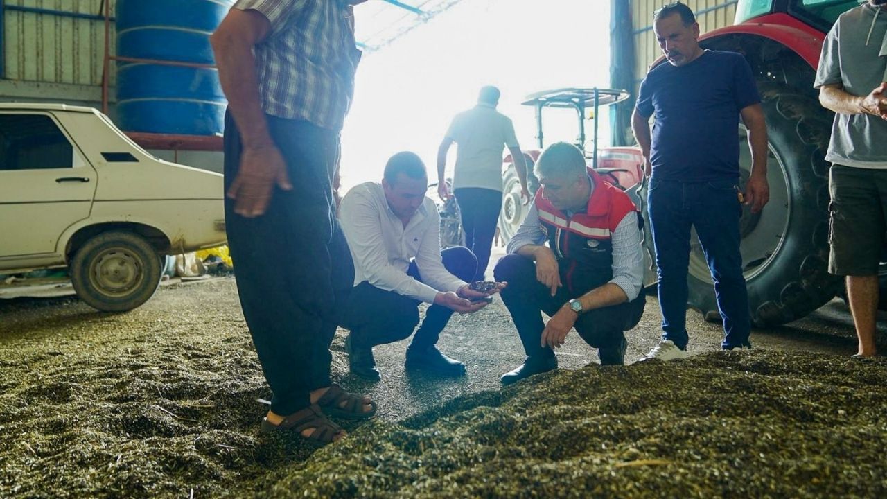 Adana'da Çörekotu Ekim Alanı 200 Dekara Ulaşt (3)