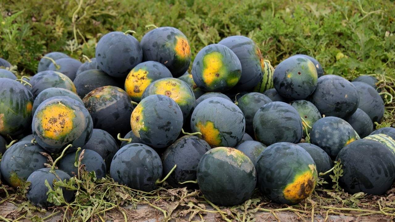 Adana'da Karpuz Hasadında Sona Gelindi Fiyatlar 8 Liraya Kadar Düştü (2)