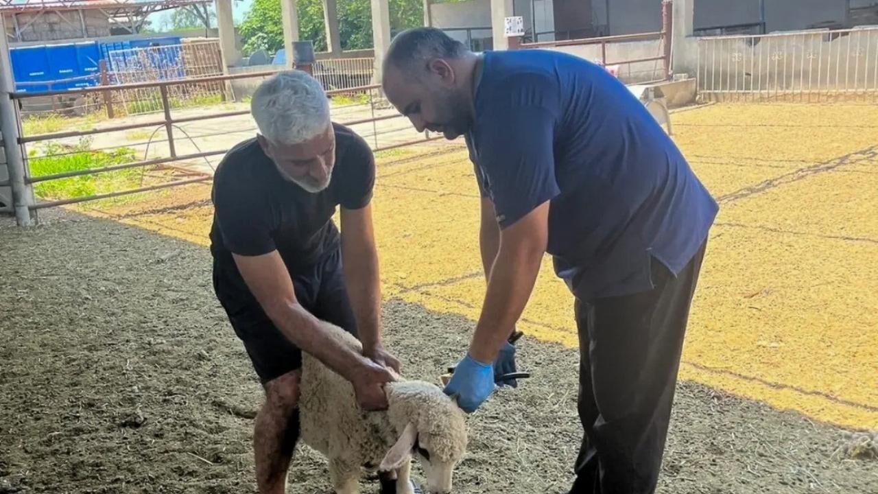 Adana'da Küçükbaş Hayvanlar Için Aşılama Ve Küpeleme Çalışmaları Sürüyor