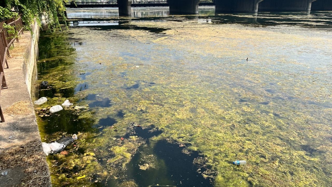 Adana'da Seyhan Nehri'ni Çöpler Sardı! Gönüllü Genç Çöpleri Tek Tek Topladı (1)