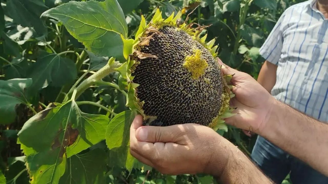 Kozan'da Hasat Sezonunda Denetimler Ve Uyarılar Aralıksız Sürüyor (1)