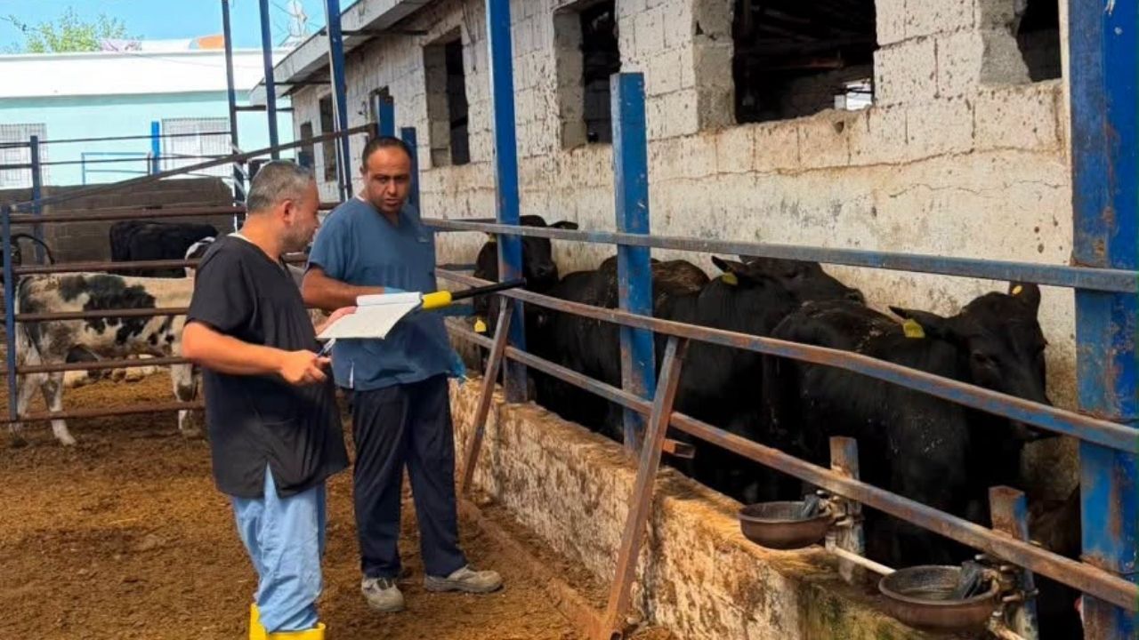 Kozan'da Ithal Büyükbaş Hayvanlara Hastalık Taraması (1)
