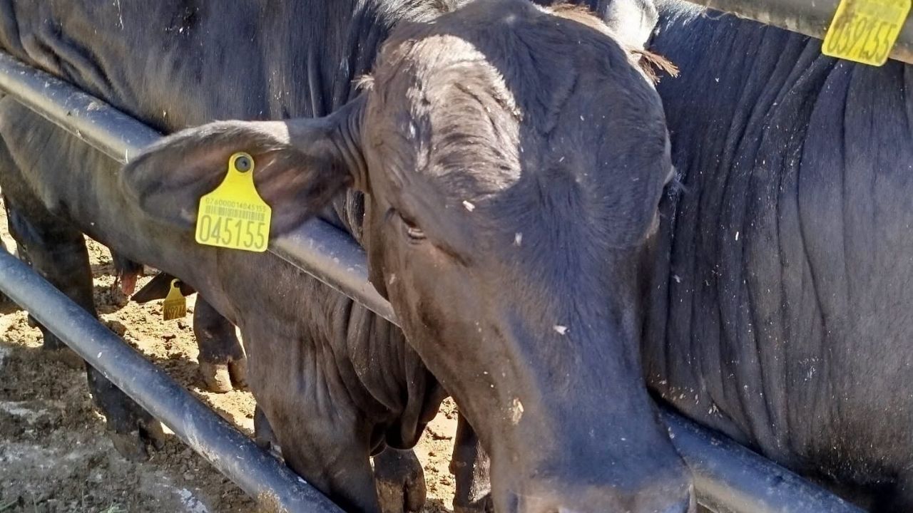 Kozan'da Ithal Büyükbaş Hayvanlara Hastalık Taraması (2)