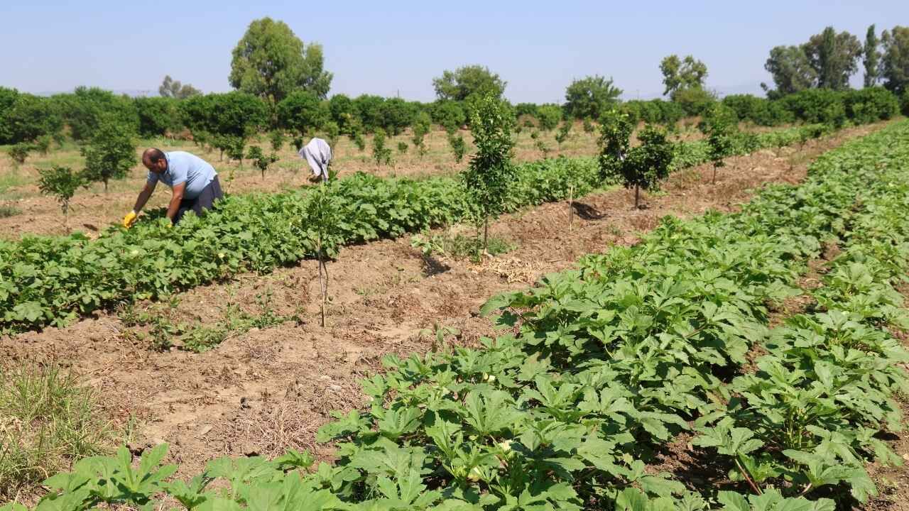 Kozan'da Sezonun Ilk Bamya Hasadı Başladı Tarlada Kilosu 150 Tl (1)