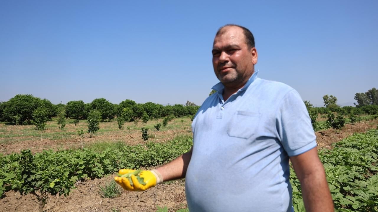Kozan'da Sezonun Ilk Bamya Hasadı Başladı Tarlada Kilosu 150 Tl (3)
