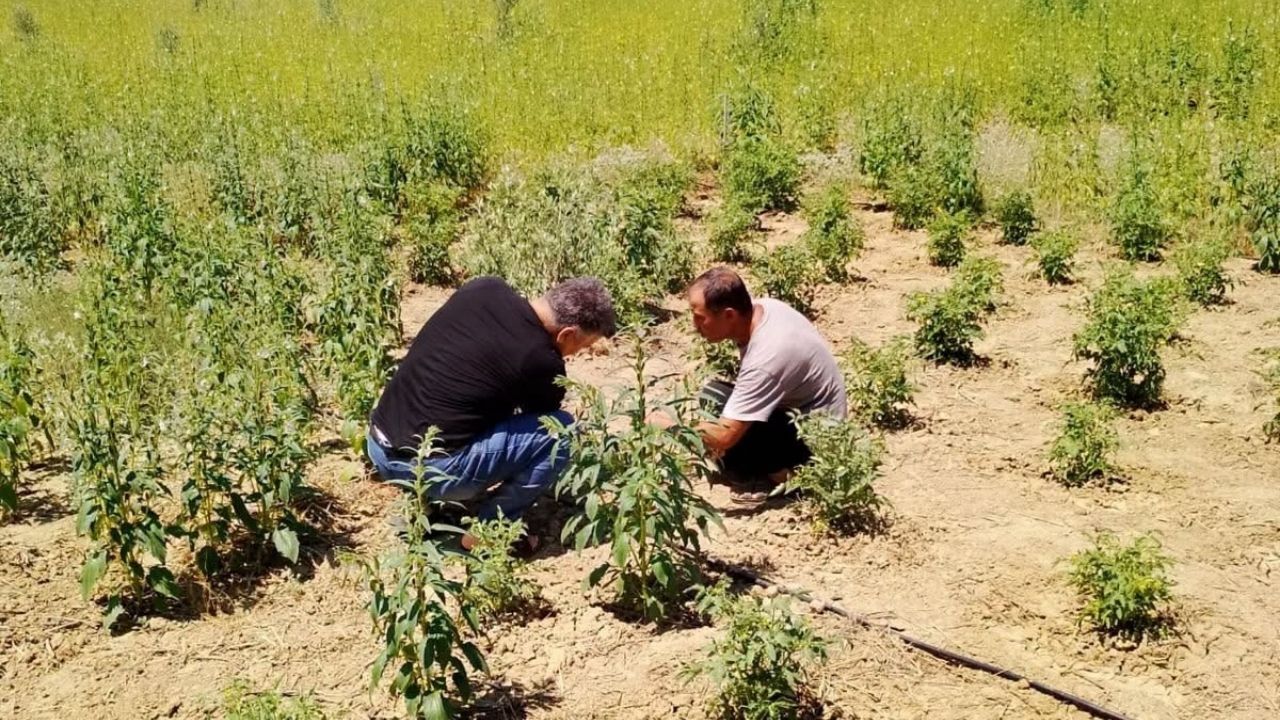 Kozan'da Sürdürülebilir Üretim Için Arazi Kontrolleri Devam Ediyor