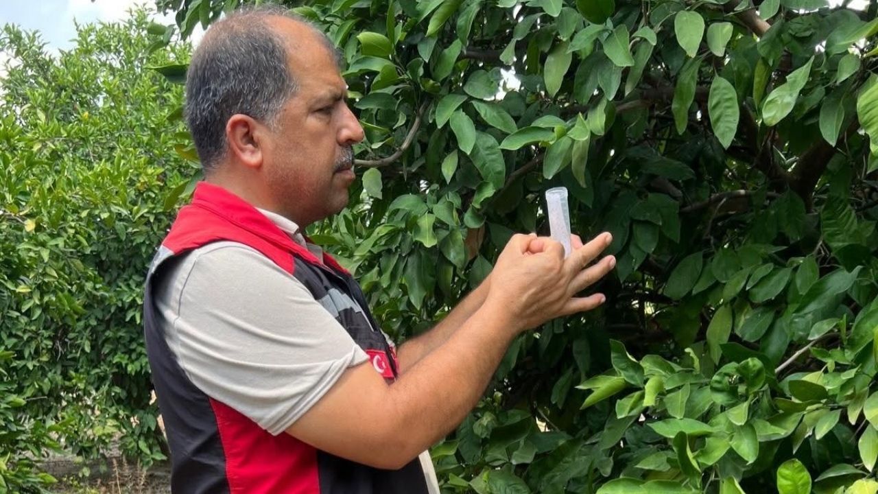 Kozan’da Turunçgil Bahçelerine 108 Bin Faydalı Arı Salındı (1)