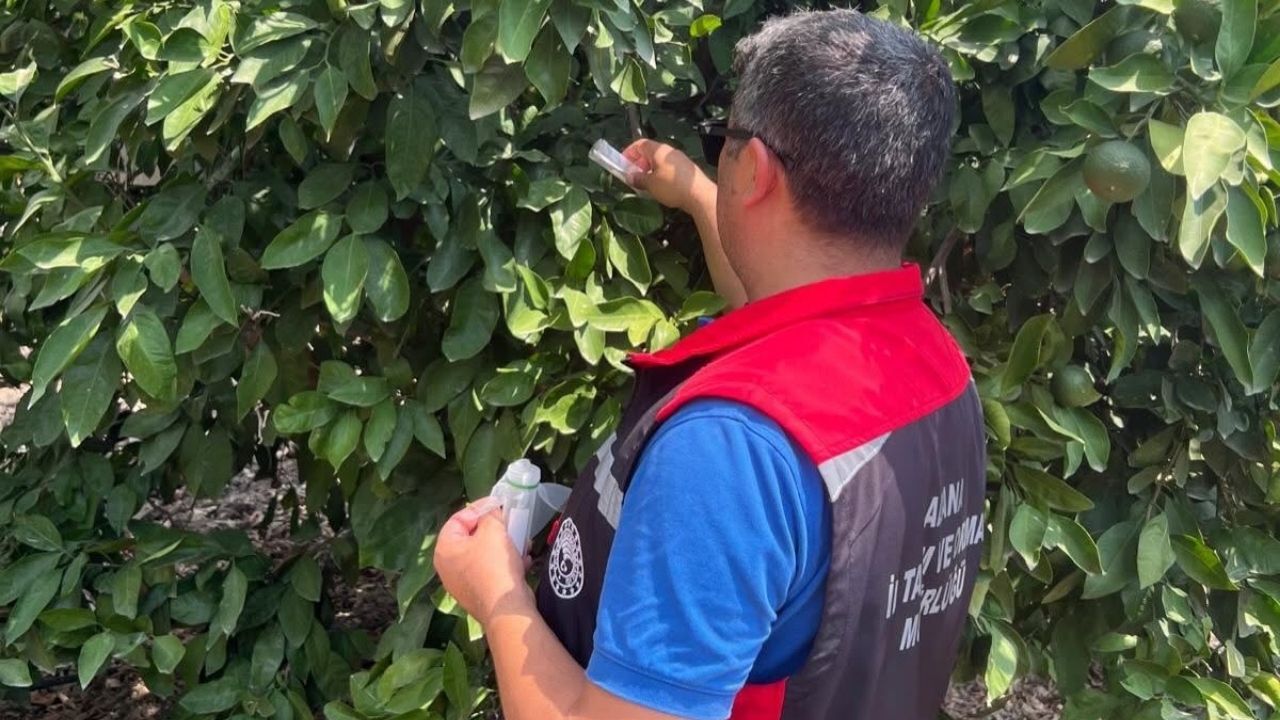 Kozan’da Turunçgil Bahçelerine 108 Bin Faydalı Arı Salındı
