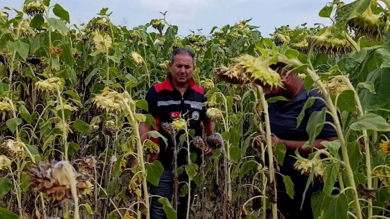 Kozan'da Yerli Ve Milli Hibrit Ayçiçeği Tohumunda Ilk Sonuçlar Umut Verdi (1)