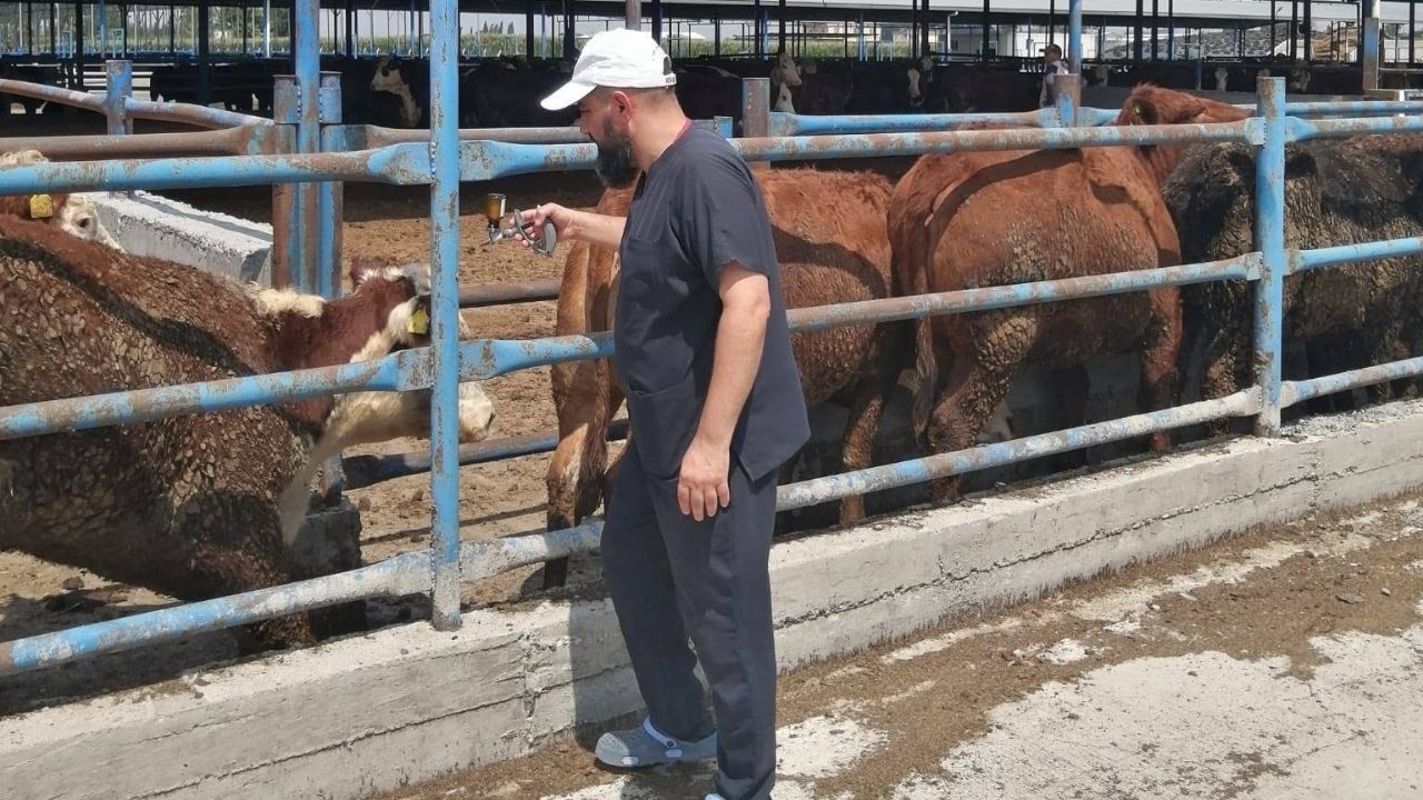 Seyhan'da Hayvan Sağlığı Için Aşılama Ve Küpeleme Çalışmaları Tamamlandı (1)