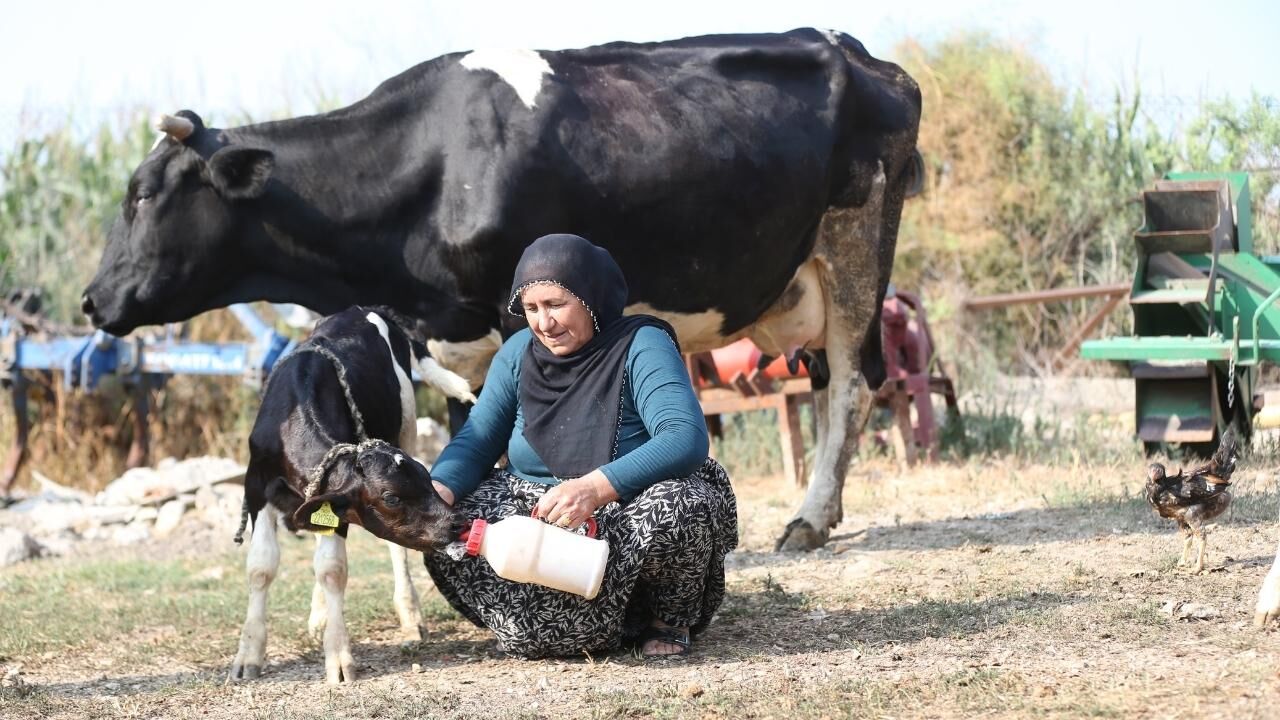Veteriner Bile Şaşkın! Adana'da 100 Binde 1 Görülen Doğum Gerçekleşti (2)