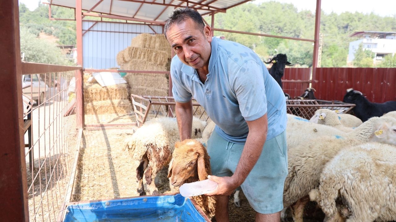 Adana Sıcağı Koyunları Da Bunalttı Çareyi Böyle Buldu