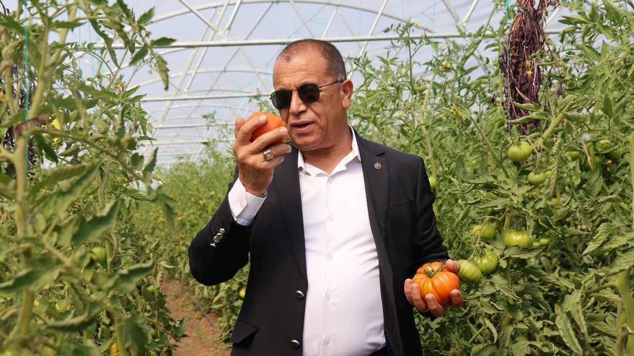 Adana’da 1500 Rakımda Bir Ilk Baba Kız Seradan Ilk Domatesleri Topladı (3)