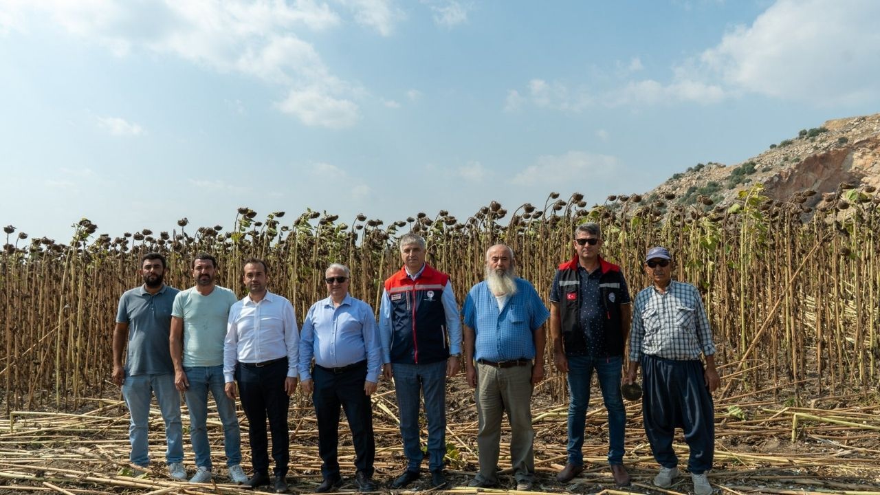 Adana'da Ayçiçeği Hasadı Başladı! Üreticinin Yüzü Gülüyor