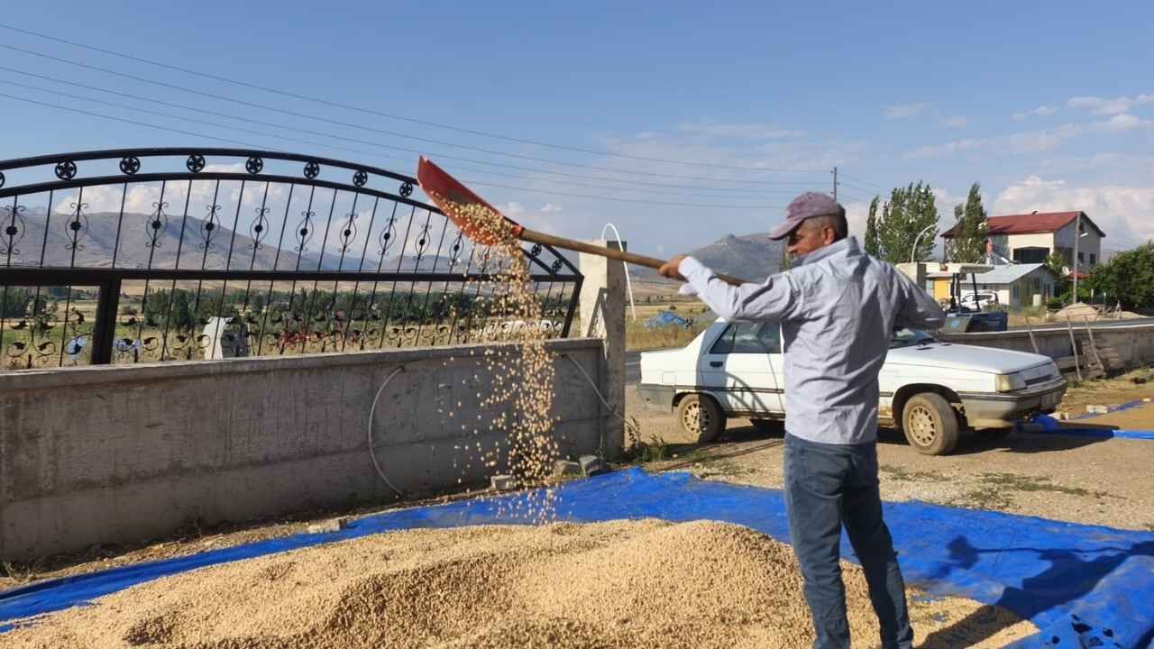 Adana’da Çiftçinin Yüzü Güldü Nohudun Kilosu 100 Tl’den Alıcı Buluyor (1)