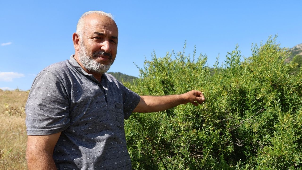 Adana'da Çocukluk Hayalini Emekliliğinde Gerçekleştirdi! 30 Yıldır Doğal Bal Üretiyor